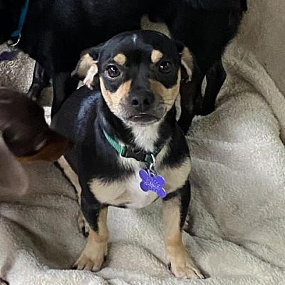 Hopkinton, MA - Chihuahua/Mixed Breed (Small). Meet Darius a Pet for ...