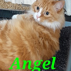 Photo of Angel