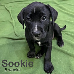 Thumbnail photo of Sookie #1