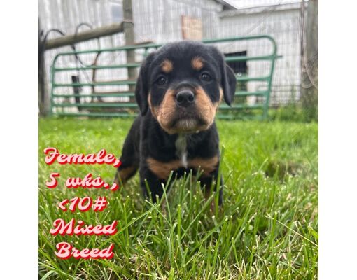 Columbia Station, OH - Rottweiler/Mixed Breed (Medium). Meet Polka a ...