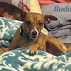 Thumbnail photo of BUDDY #3