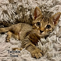 Thumbnail photo of Twinkle Toes #4