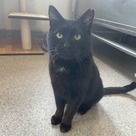 Adopt A Pet :: Giles - South Haven, MI