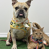 adopt a pet