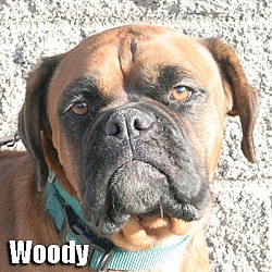 Thumbnail photo of Woody #1