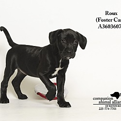 Thumbnail photo of Roux  (Foster Care) #2