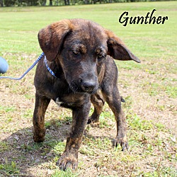Thumbnail photo of Gunther~adopted! #4