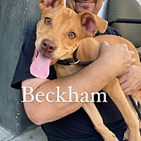 Photo of Beckham