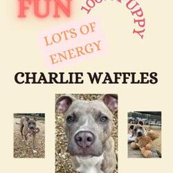 Photo of Charlie Waffles