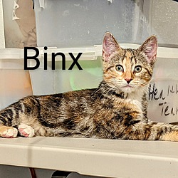 Thumbnail photo of Binx #2