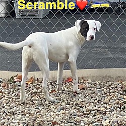 Photo of Scramble - 5 month old male lab mix