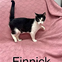 Photo of finnick