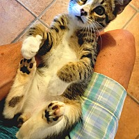 adopt a pet