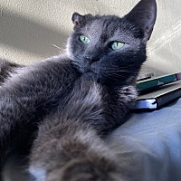 adopt a pet