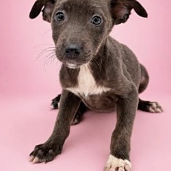 Blueberry, Mixed breed