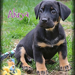 Thumbnail photo of Akeya #2