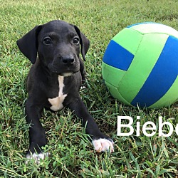 Thumbnail photo of Bieber-1 of 11 pups #4