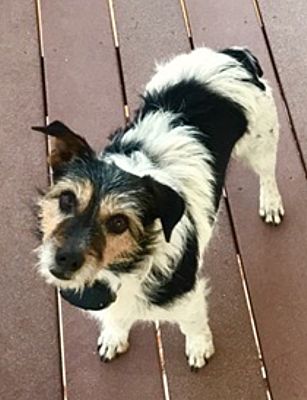 Austin, TX - Jack Russell Terrier. Meet Rosie in Enid, OK ...