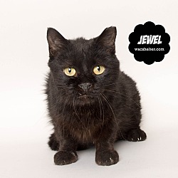 Thumbnail photo of Jewel (a SENIOR)!! #4