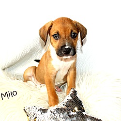 Thumbnail photo of Milo~meet me! #4