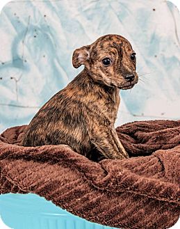 toy italian greyhound puppies for sale
