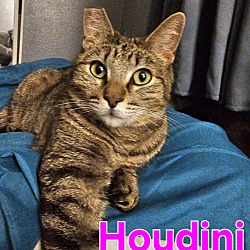 Thumbnail photo of Houdini #1