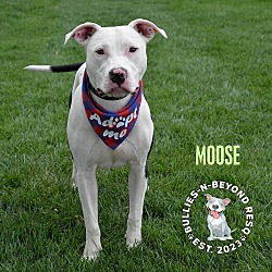 Thumbnail photo of Moose #4