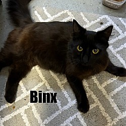 Photo of binx