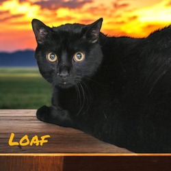 Thumbnail photo of Loaf #1