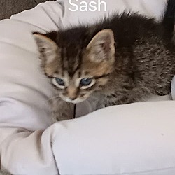 Thumbnail photo of Sasha #2