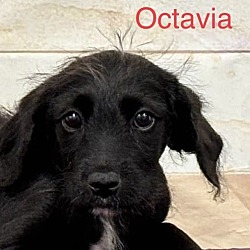 Thumbnail photo of Octavia #4