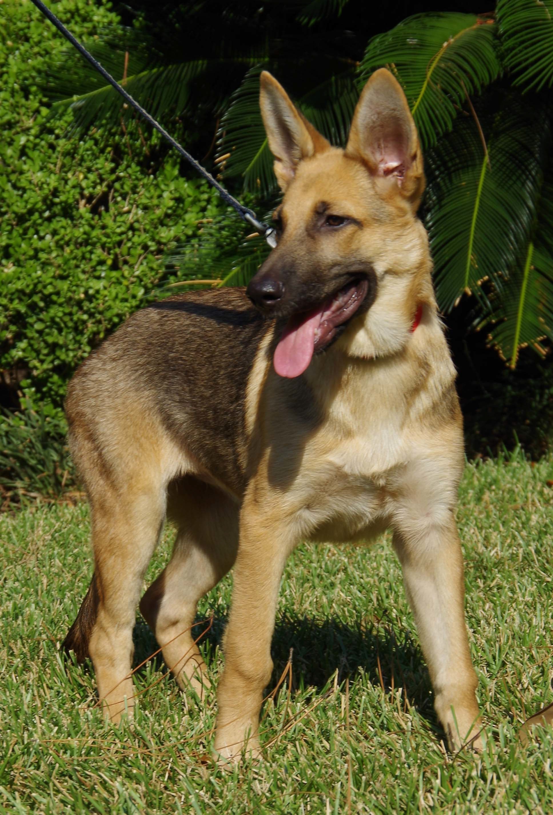 german shepherd puppies windsor