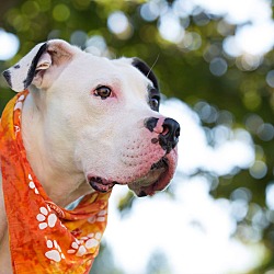Thumbnail photo of Patch - Adopted #3