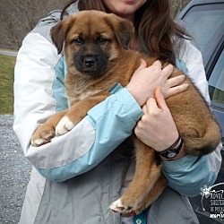 Thumbnail photo of Fluffy Pup--RESCUED! #1