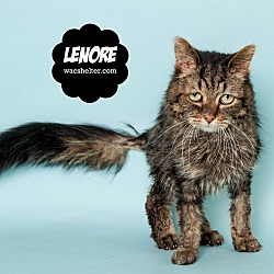 Thumbnail photo of Lenore #1