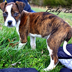 Thumbnail photo of Baby Babs~adopted! #2