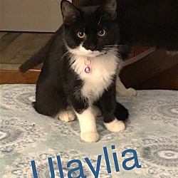 Thumbnail photo of Ulaylia #1