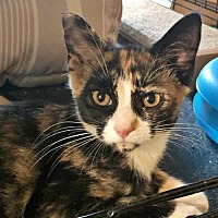 craigslist portland free kittens