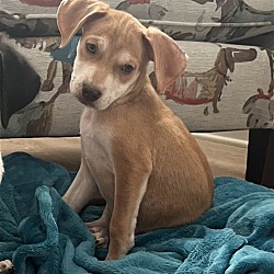 Photo of Rusty