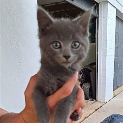 Photo of Bowser Kitten
