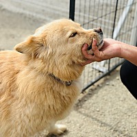 adopt-pet