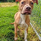 Adopt A Pet :: Puma - Lancaster, OH