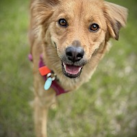 adopt-pet