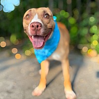 adopt a pet