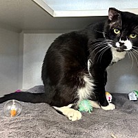 adopt a pet