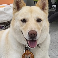 adopt-pet