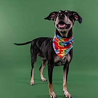 adopt a pet