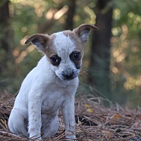 ABIGAIL - Australian Cattle Dog available for adoption