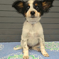 Beatrix *foster needed*