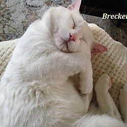 Thumbnail photo of Brecken - Adopted August 2016 #2